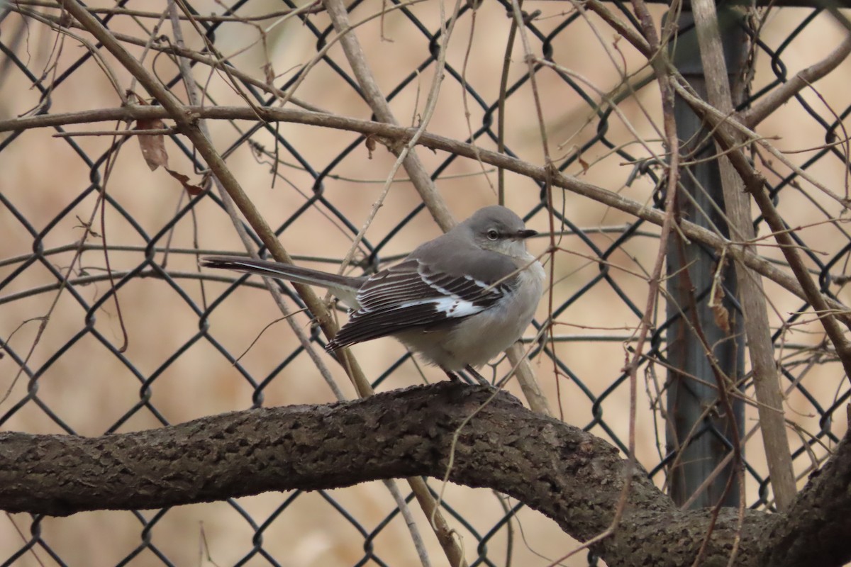 Sinsonte Norteño - ML647198007