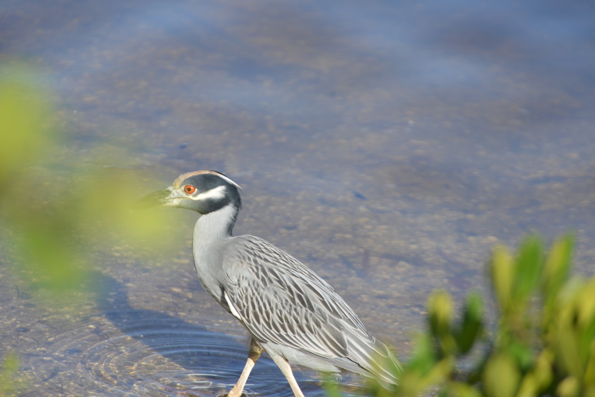 Yellow-crowned Night Heron - ML647198013
