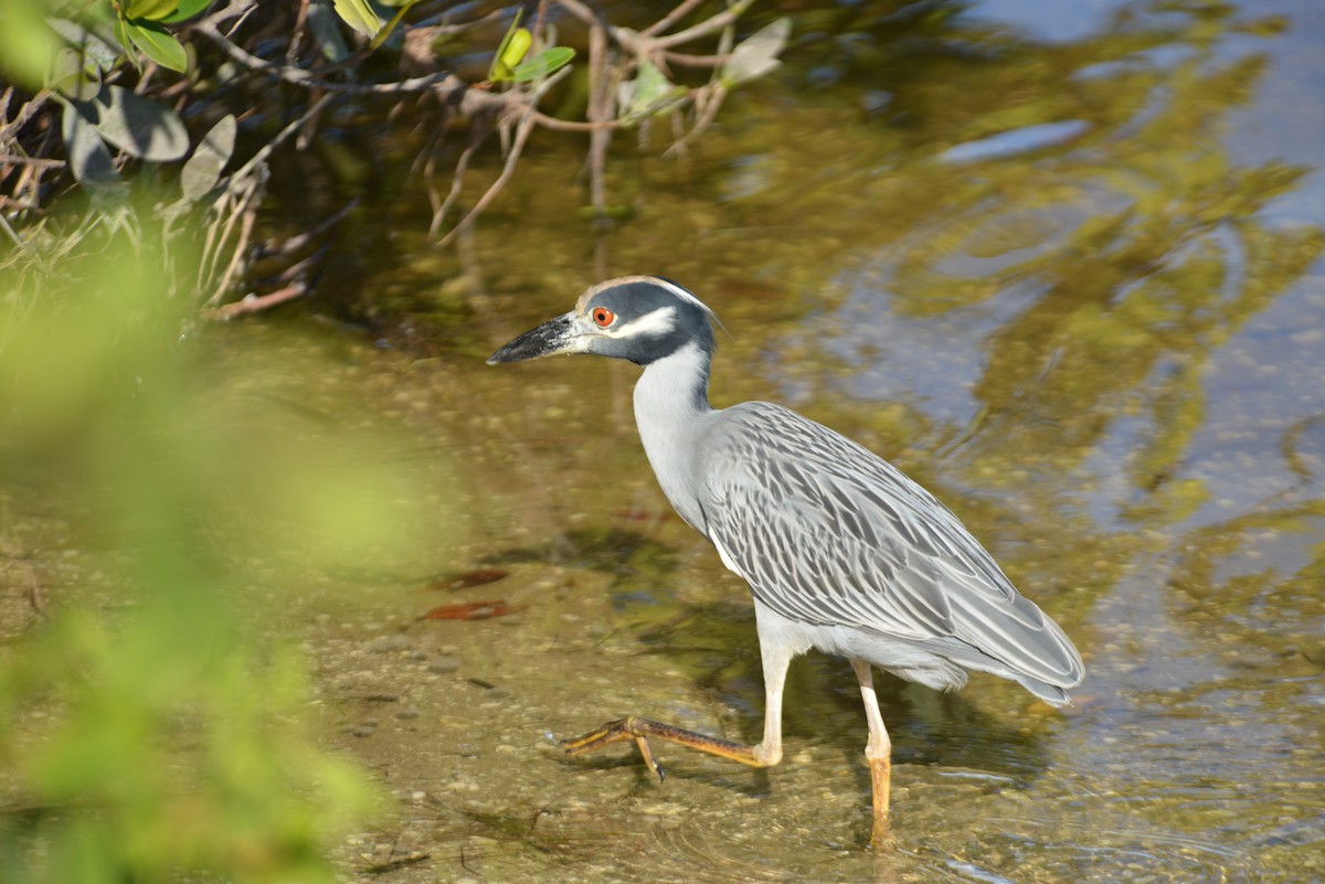 Yellow-crowned Night Heron - ML647198014
