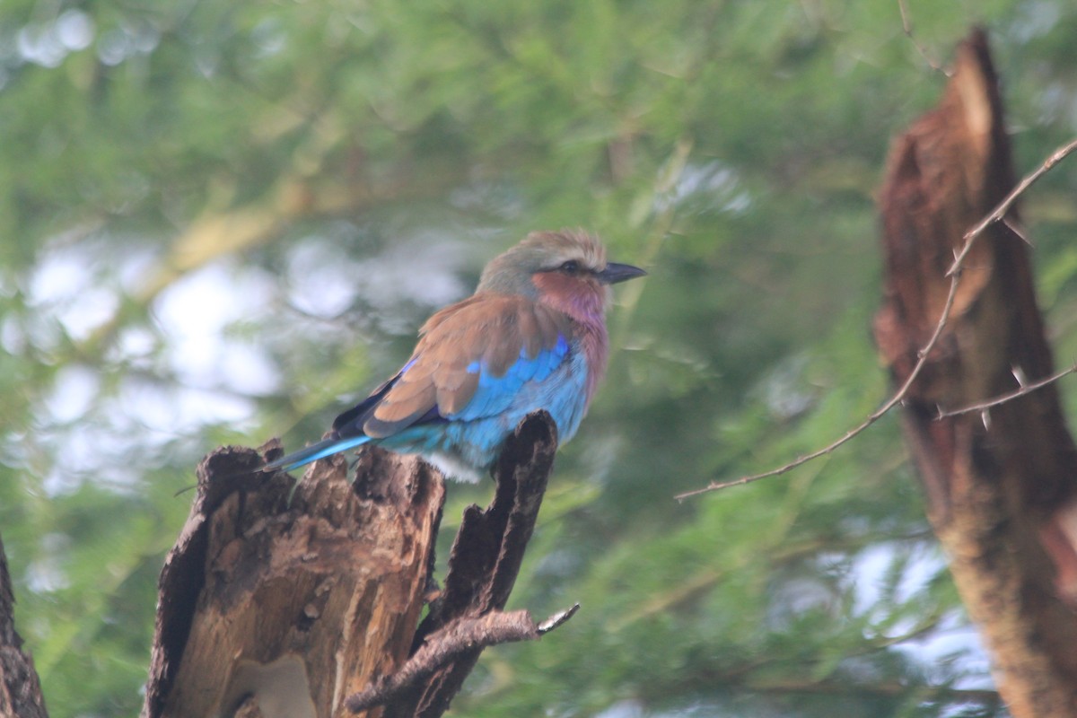 Lilac-breasted Roller - ML647198020