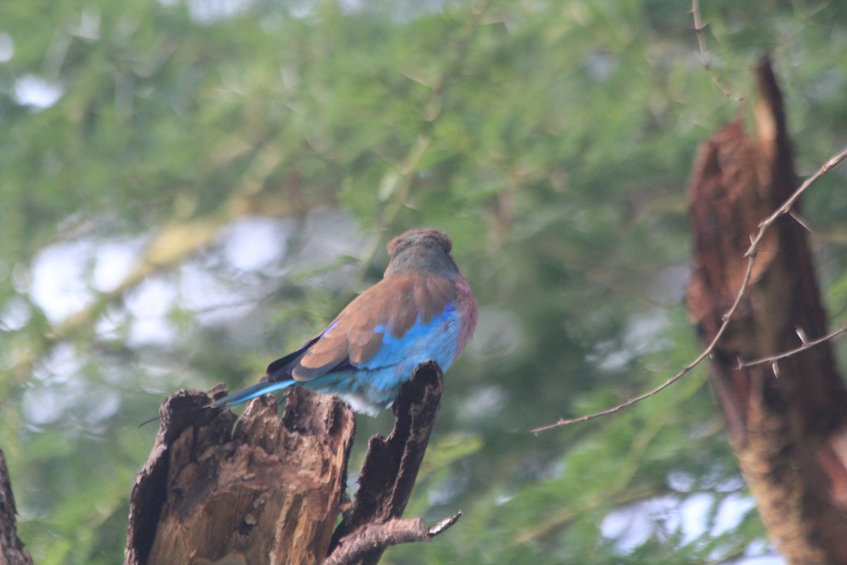 Lilac-breasted Roller - ML647198021
