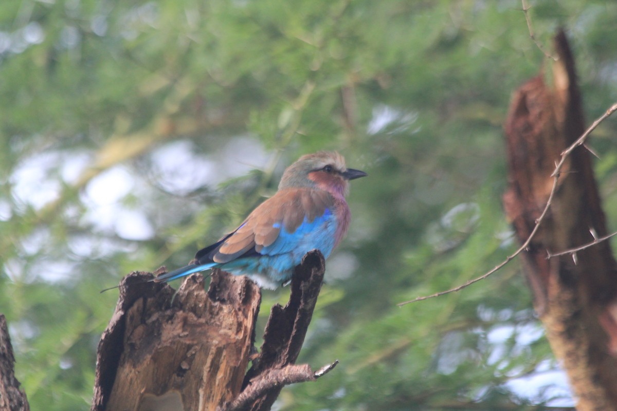 Lilac-breasted Roller - ML647198022