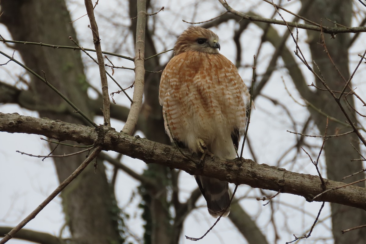 Busardo Pechirrojo - ML647198027