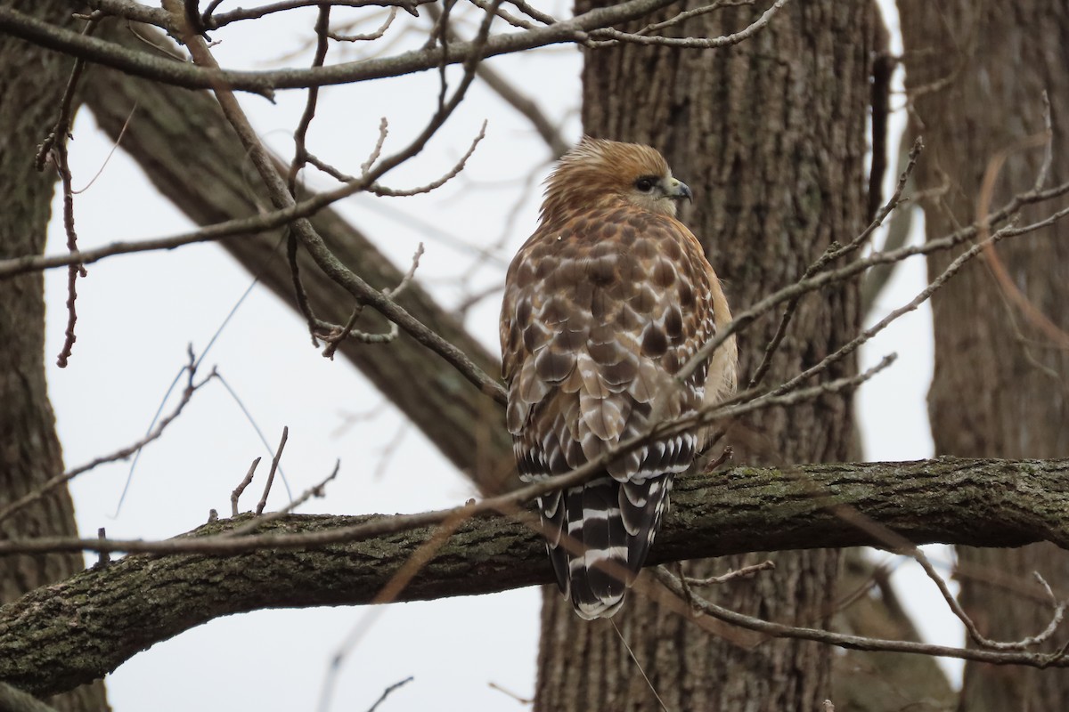 Busardo Pechirrojo - ML647198039