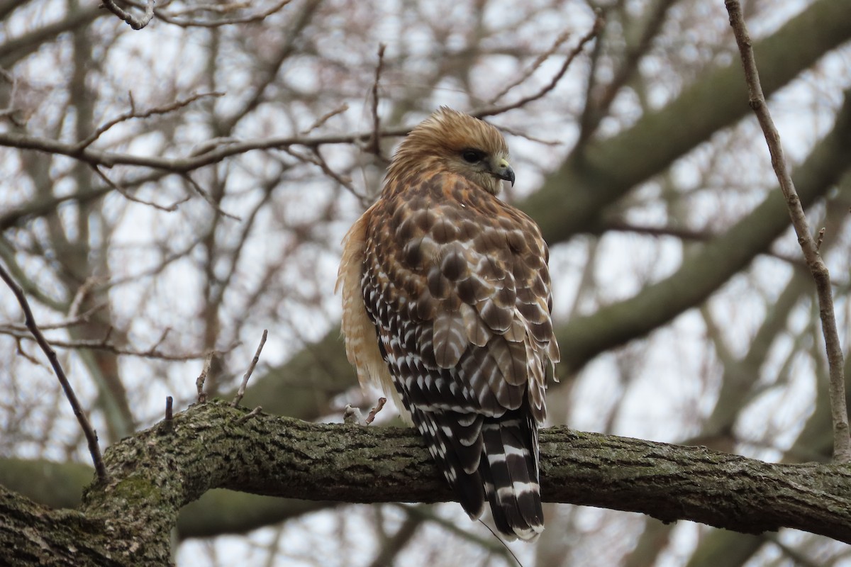 Busardo Pechirrojo - ML647198051