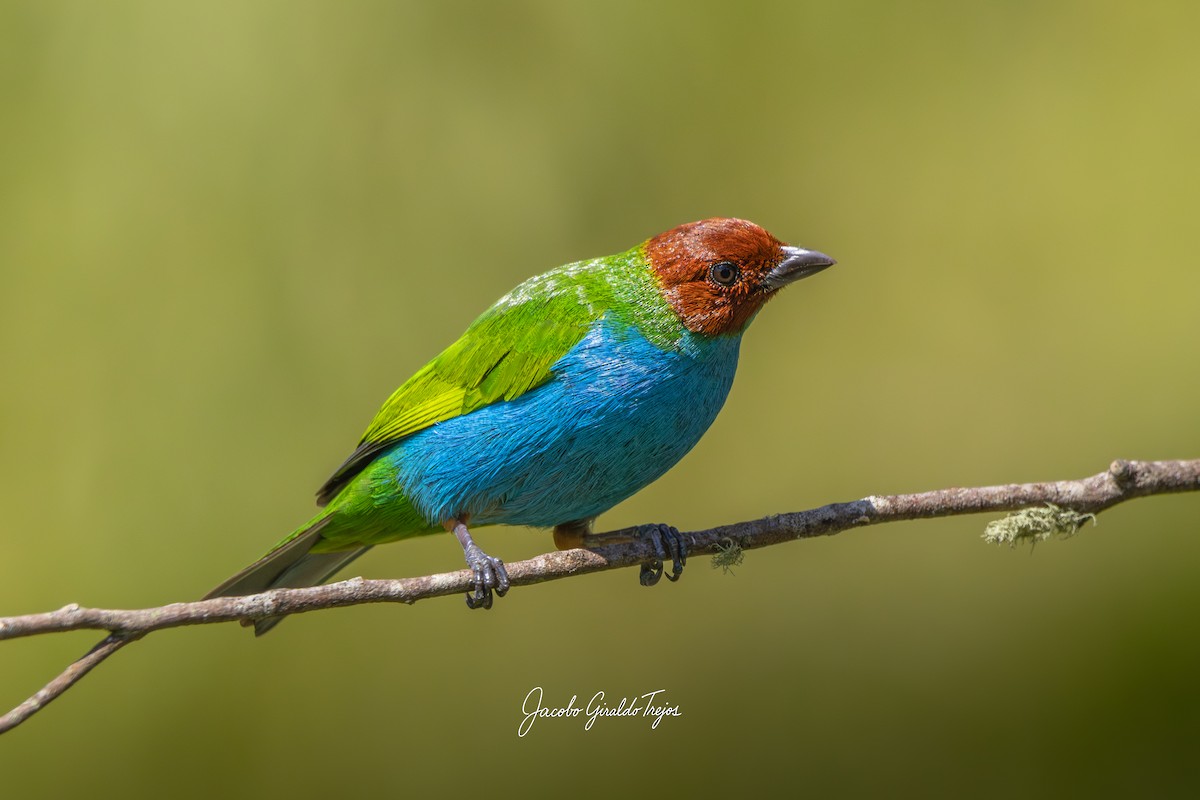 Tangara Cabecibaya - ML647198084