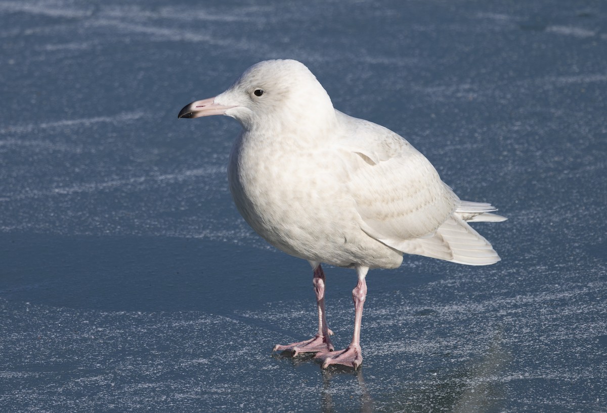 polarmåke - ML647198088