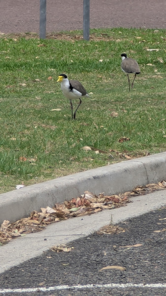 čejka australská - ML647198096