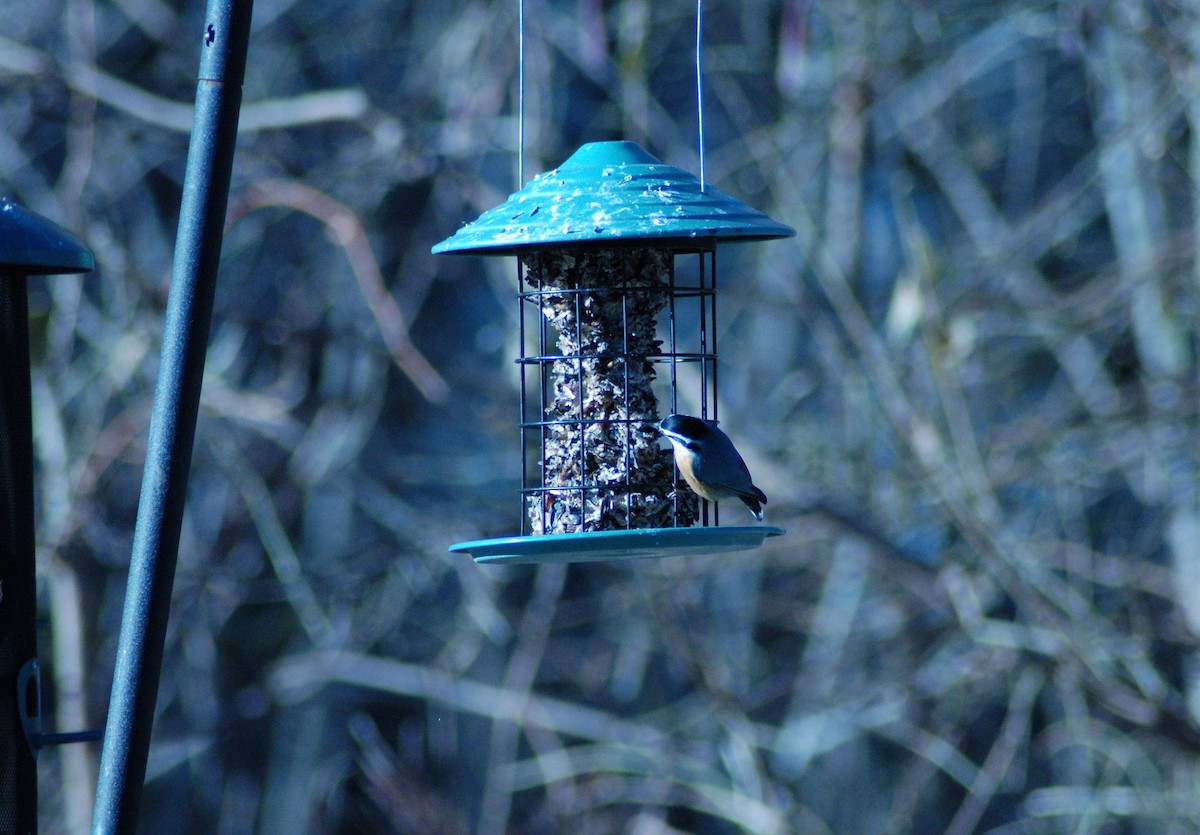 Trepador Canadiense - ML647198108