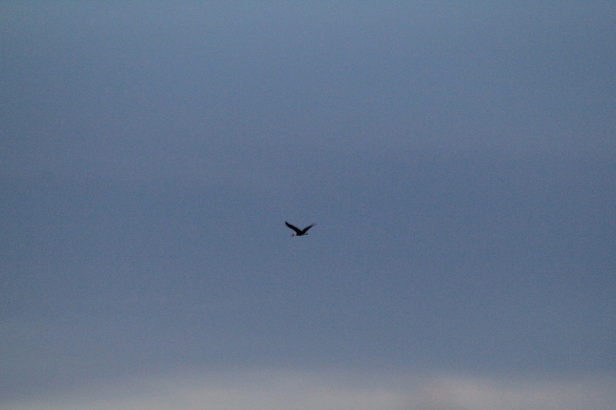 African Woolly-necked Stork - ML647198112