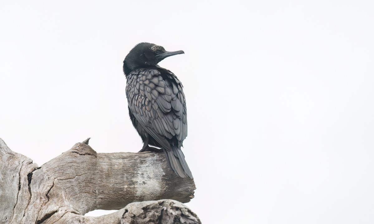 kormorán australský - ML647198119