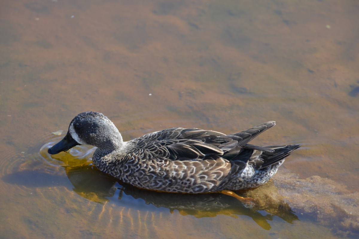 Zertzeta hegalurdina - ML647198134