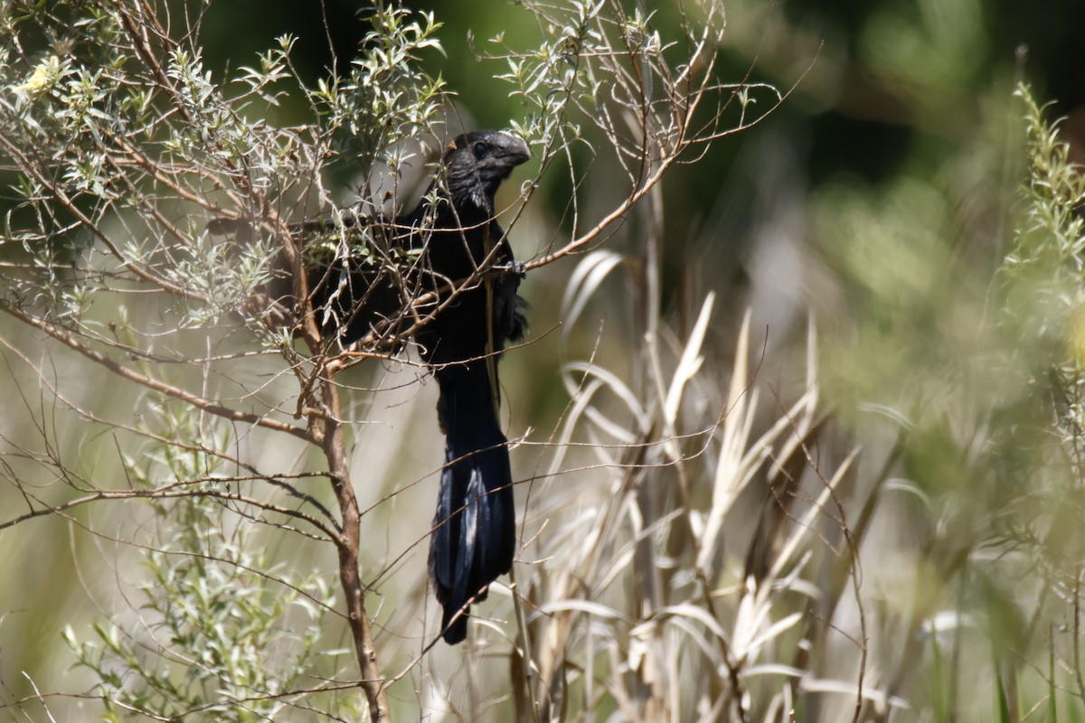 Smooth-billed Ani - ML647198161