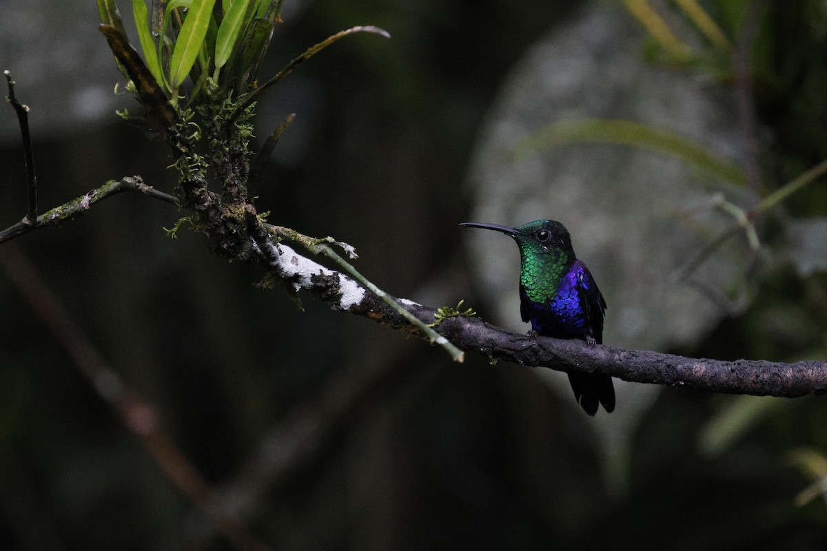 kolibřík vidloocasý - ML647198165