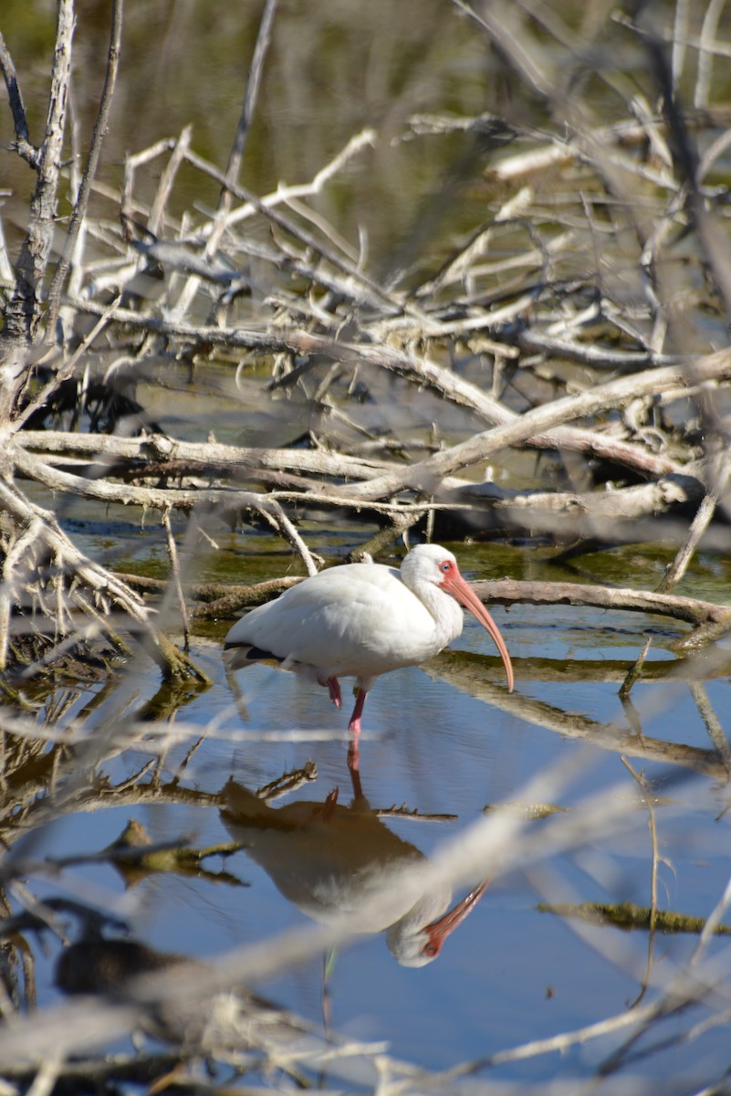 ibis bílý - ML647198166