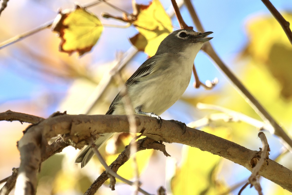 Plumbeous Vireo - ML647198170