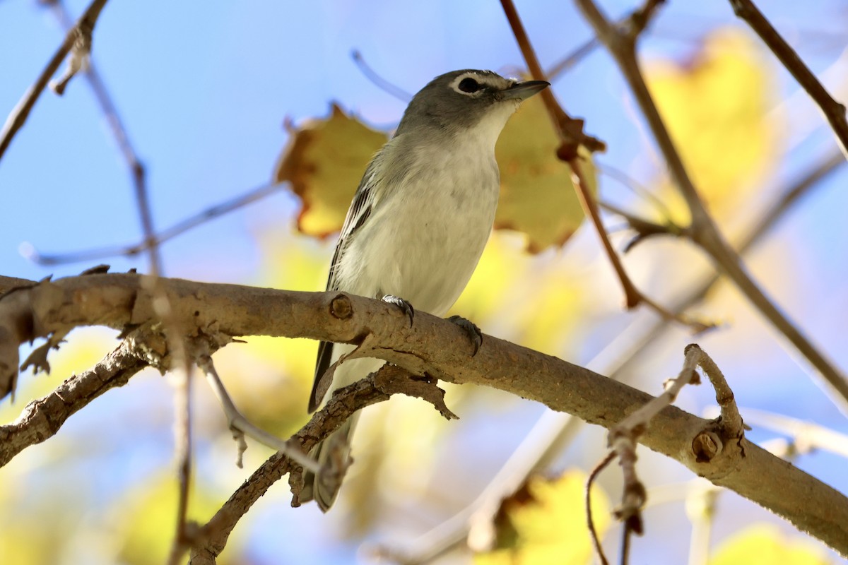 Plumbeous Vireo - ML647198172
