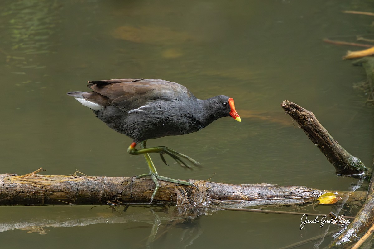 slípka americká - ML647198175