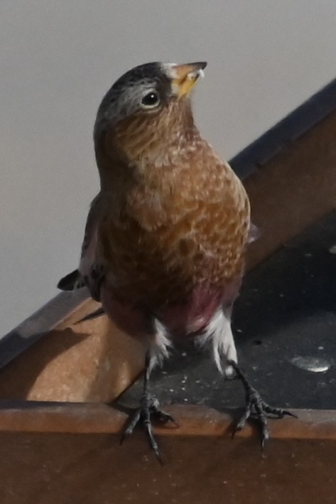 pěnkavice šedohlavá - ML647198176