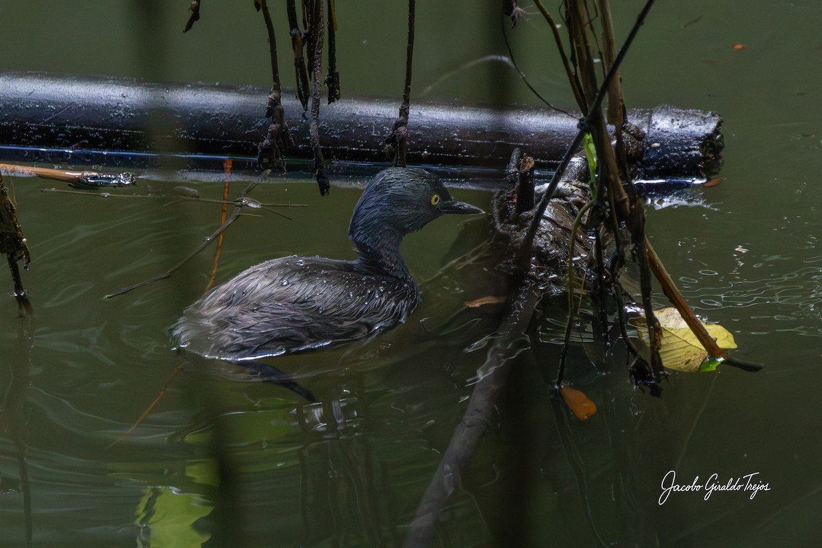 potápka nejmenší - ML647198177