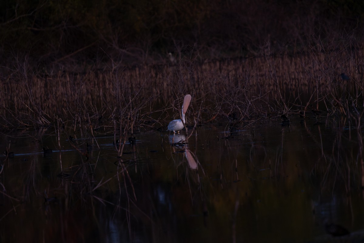 pelikán severoamerický - ML647198178