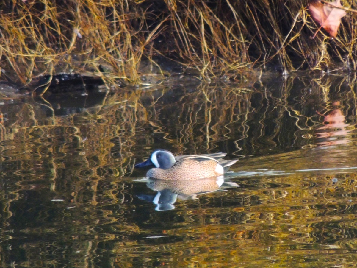 čírka modrokřídlá - ML647198180