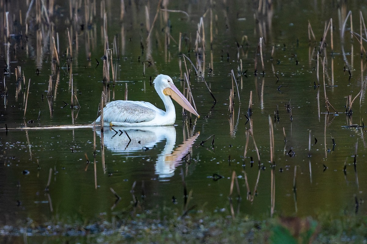 pelikán severoamerický - ML647198181
