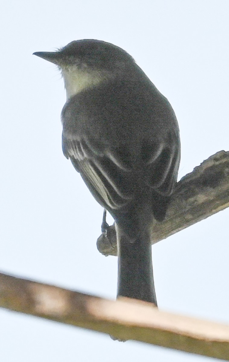 tyranovec domácí - ML647198183