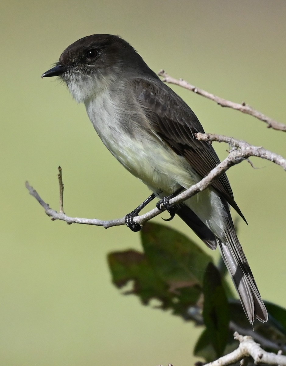 tyranovec domácí - ML647198184