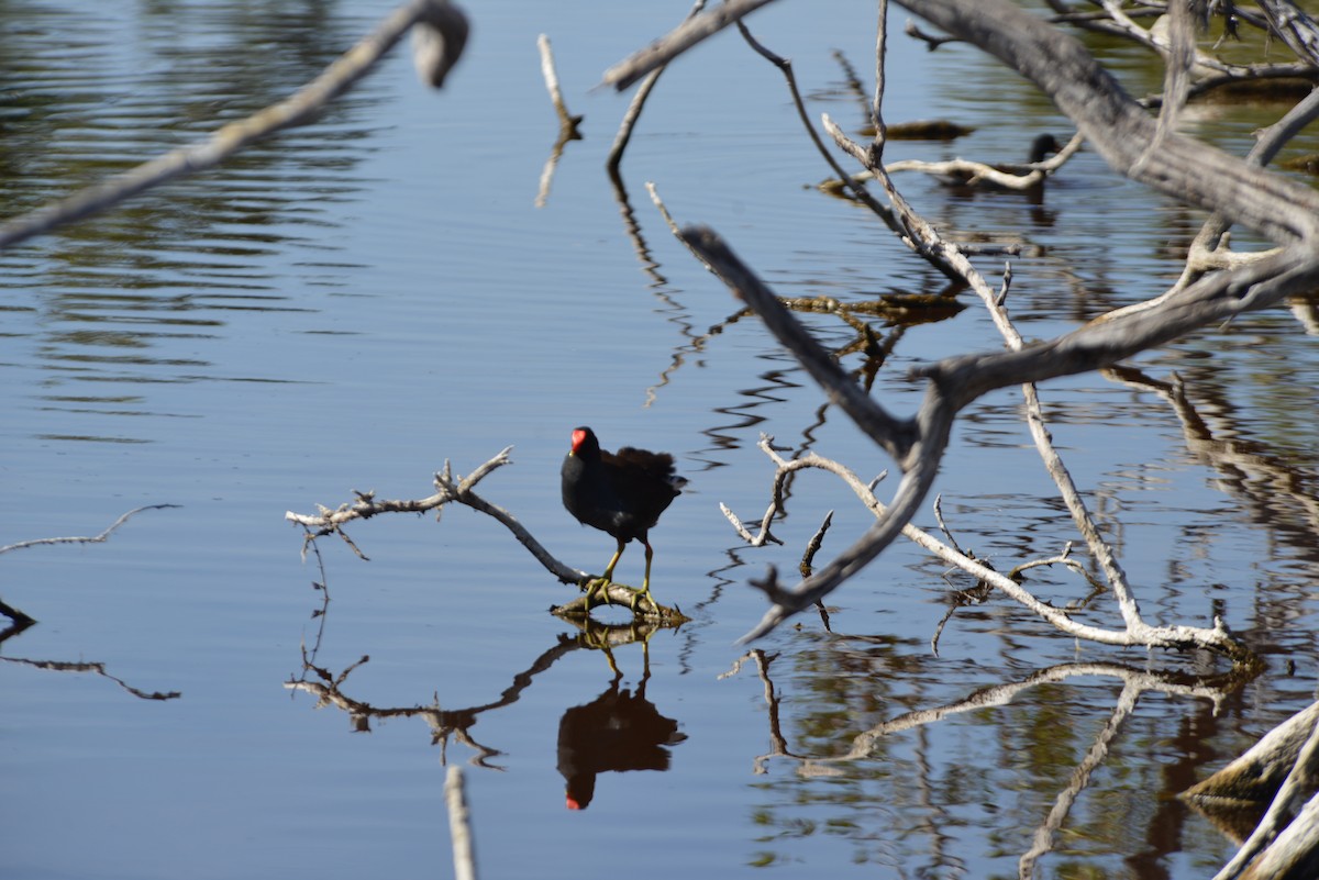 slípka americká - ML647198185