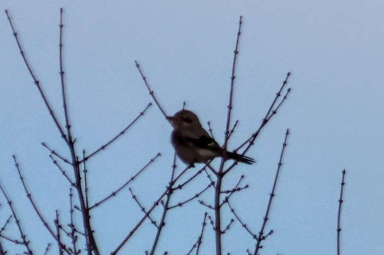 ťuhýk severní - ML647198186