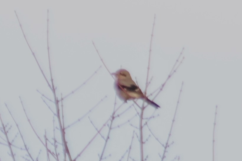 ťuhýk severní - ML647198189