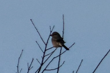 ťuhýk severní - ML647198190