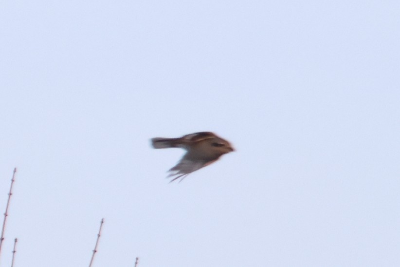 ťuhýk severní - ML647198191