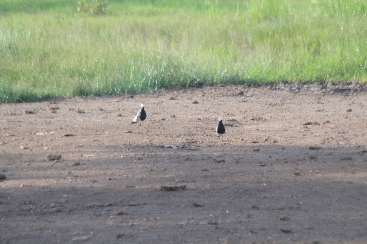 čejka běločelá - ML647198192