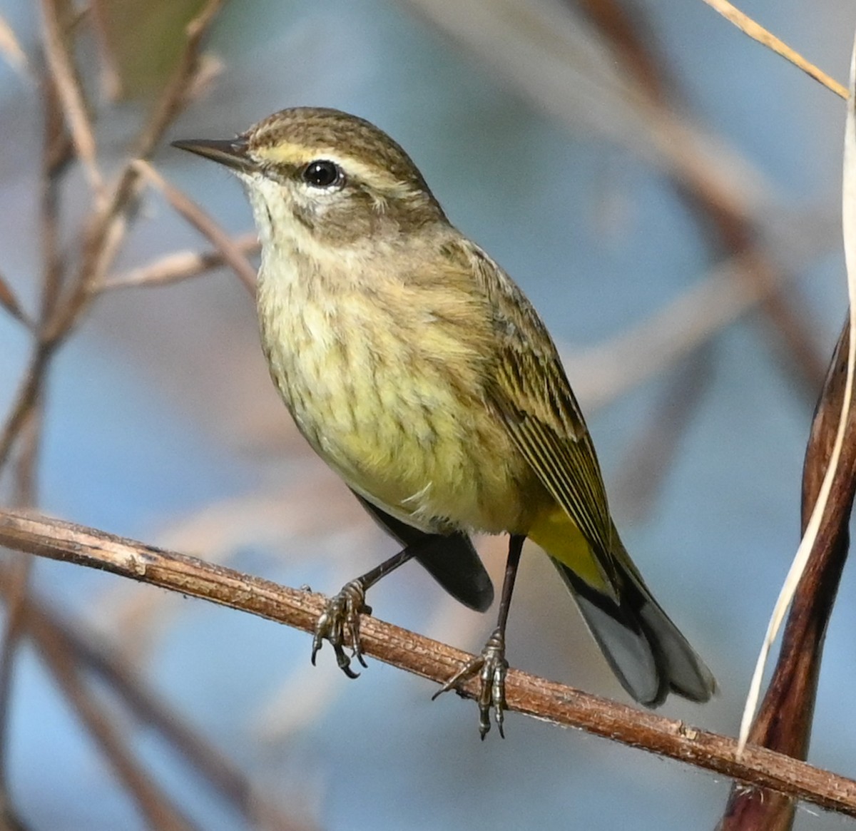 lesňáček bažinný (ssp. palmarum) - ML647198193
