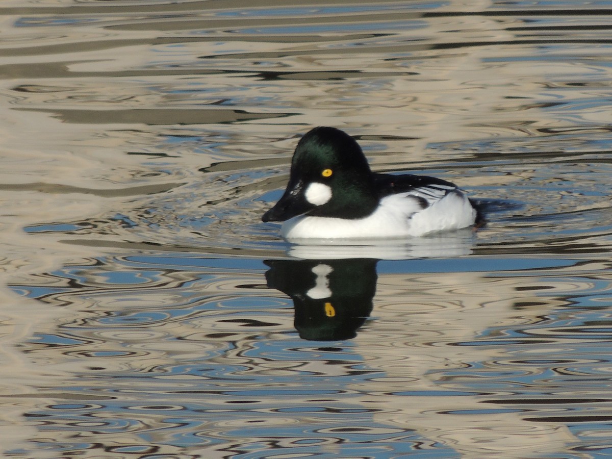 hohol severní - ML647198194