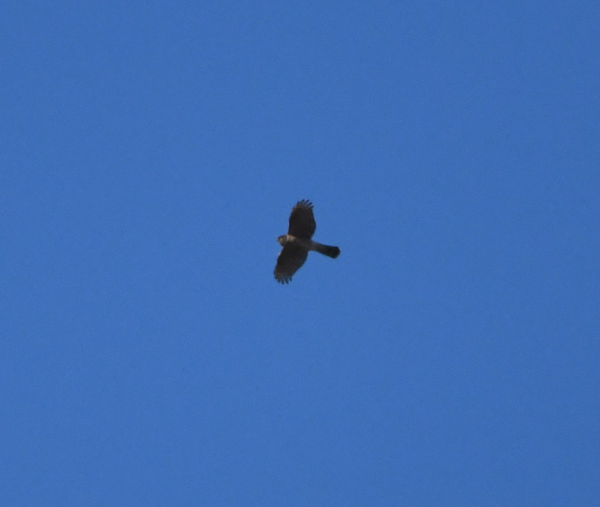 krahujec obecný - ML647198195