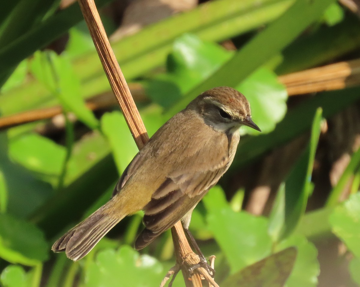 lesňáček bažinný - ML647198196