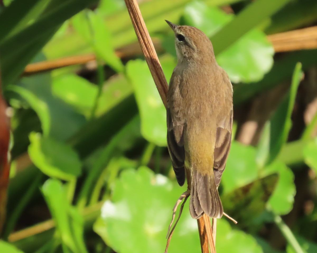 lesňáček bažinný - ML647198197