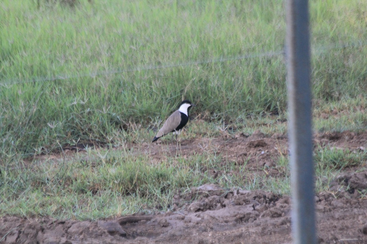 čejka trnitá - ML647198200