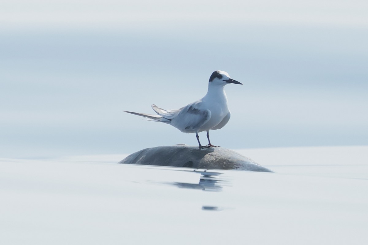 rybák obecný - ML647198201