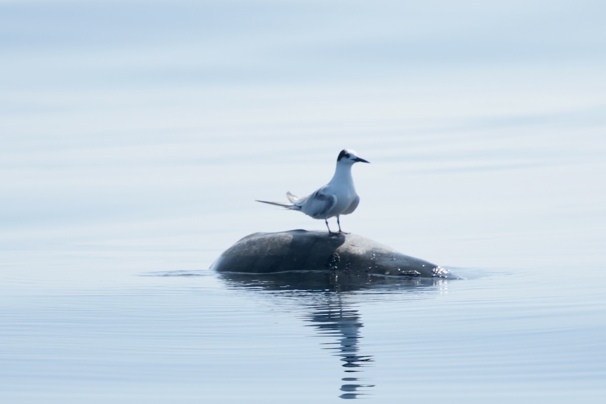 rybák obecný - ML647198202