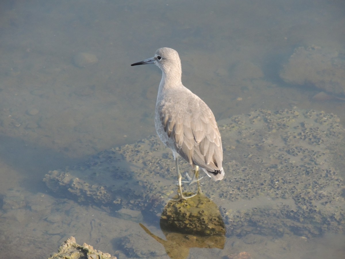 vodouš břehoušovitý - ML647198204
