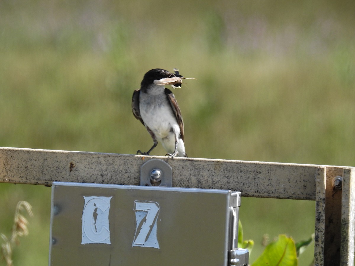 Eastern Kingbird - ML64719821