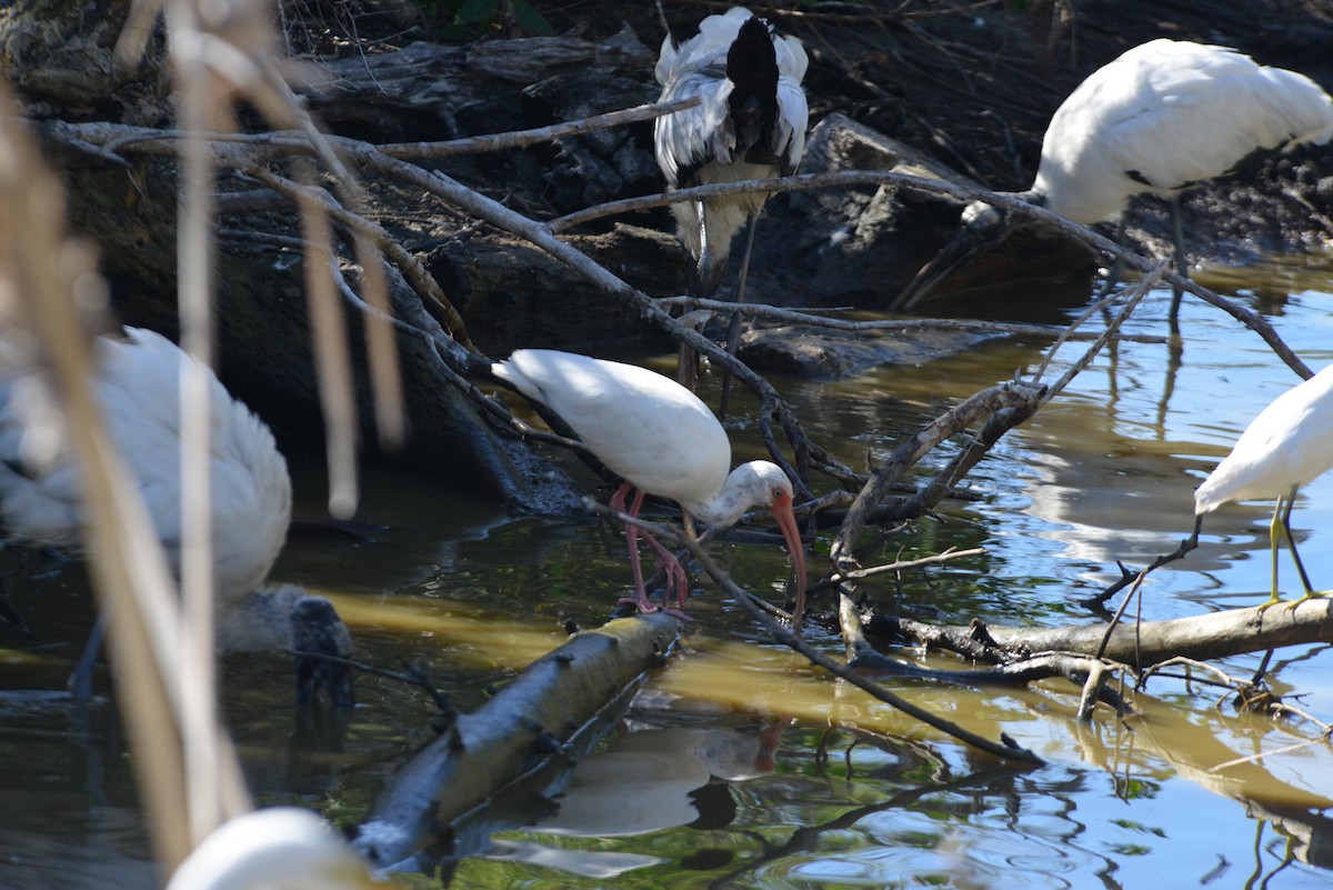 White Ibis - ML647198304