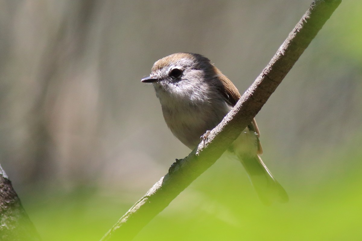 Brown Gerygone - ML647198308