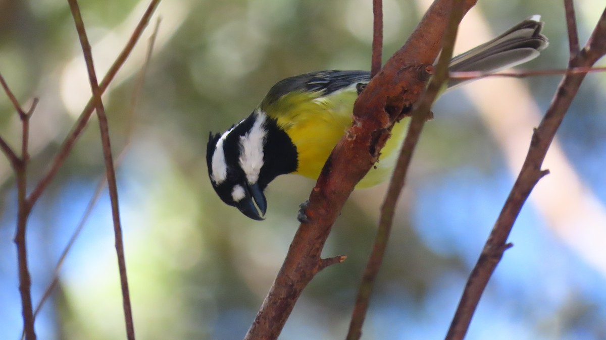 Eastern Shrike-tit - ML647198317
