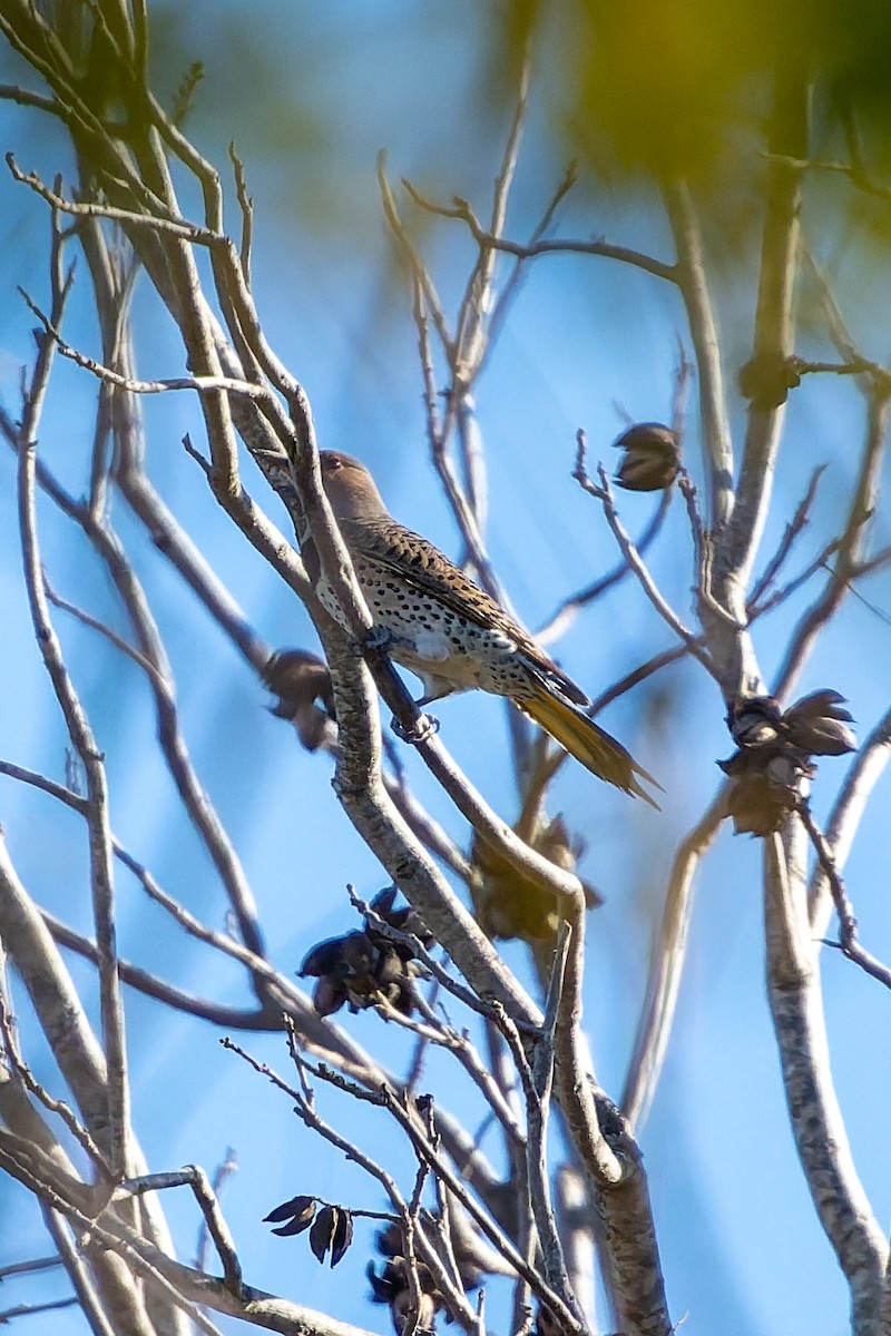 Northern Flicker - ML647198320