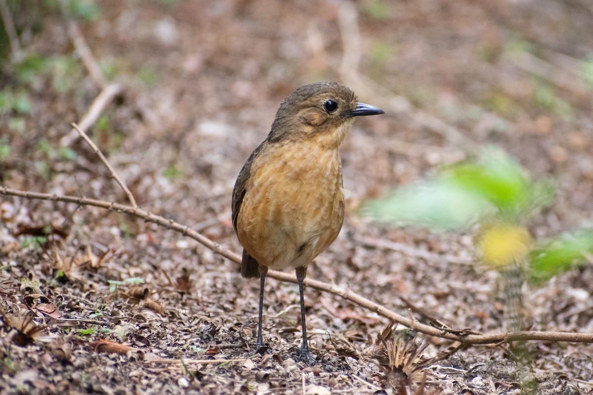 Tawny Antpitta - ML647198321